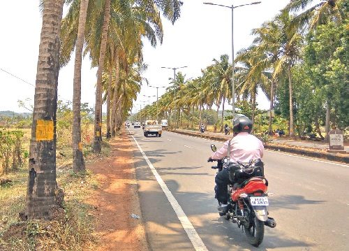 Guirim Coconut Trees