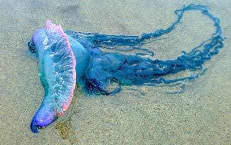jellyfish