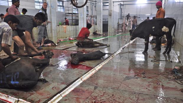 Cattle slaughter