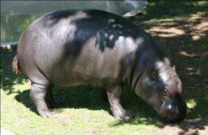 hippopotamus-min