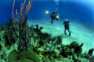 https://pixabay.com/en/divers-scuba-reef-underwater-sea-681516/