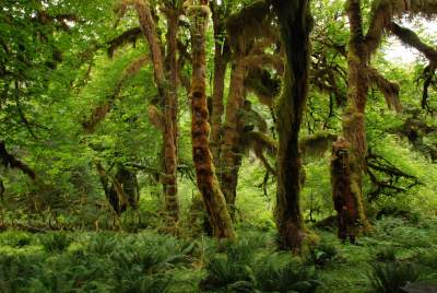 https://pixabay.com/en/nature-landscape-green-forest-1367679/