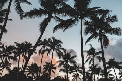 https://pixabay.com/static/uploads/photo/2016/02/19/10/18/palm-trees-1209163_960_720.jpg
