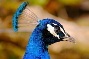 peacock-1333839_640