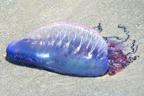 Bluebottle jellyfish