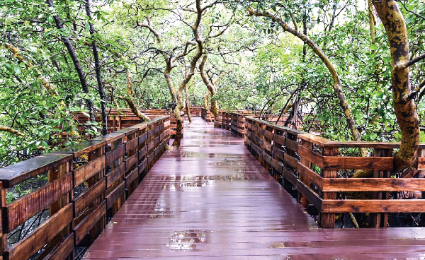 mangrove boardwalk